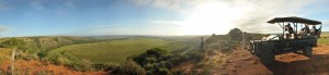 panoramic photo of safari